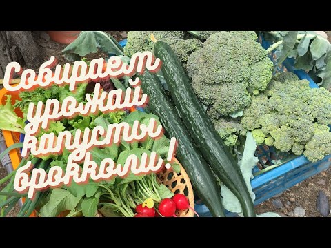 Собираем урожай капусты брокколи !Редис, огурцы! Обзор семян капусты!
