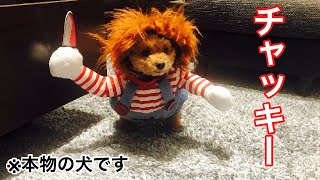 犬にチャッキー チャイルドプレイ のコスプレをさせたら襲われた トイプードル I Let My Dog Cosplay For Child Play Chucky Dog Toy Poodle Youtube 犬にチャッキー チャイルドプレイ のコスプレをさせたら襲われた トイプードル I Let My Dog Cosplay For Child Play Chucky Dog Toy Poodle Youtube