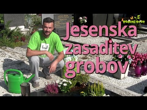 Video: Jesenska Presaditev Trajnic