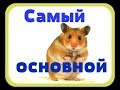 Смотреть.Смешные видео. Приколы с животными. 28