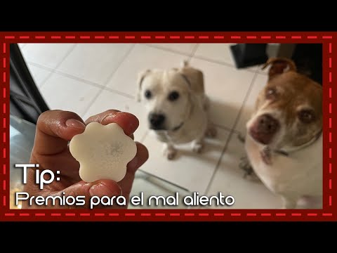 Video: Un regalo para ayudar al mal aliento de tu perro