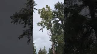 Tree Removal Like A Boss