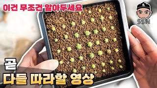 여러개 모아심기 초간편 꿀팁 알려드림 / 파종 후 이식 이렇게 하세요/ 식물 심기 비밀 기술