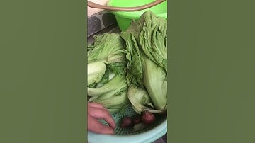 Bí quyết muối dưa siêu dễ mà lại ngon #shorts #short