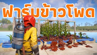 ผมจะเป็นสุลต่าล ฟาร์มข้าวโพด... [ RUST ]