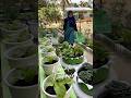 Panen sawi di pot ban bekas cantik #gardening