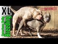 XL American Bully Breeding - How Clean Bullys Are Produced ((Edited Version)) Puppys Coming Soon