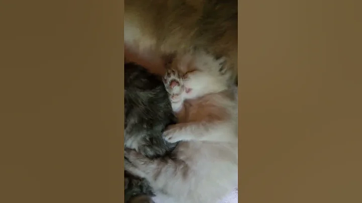 Video 2812131: adorable siberian kitten, colorpoint siberian, kitten grooming