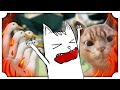 GUERRA TRA OCHE E GATTI!!