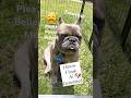 FRENCHIE BLUE WANTS YOU TO KNOW THAT HE IS REAL NOT Ai FRENCH BULLDOG #frenchbulldog #frenchie