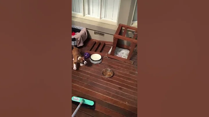 9 week old boxer puppy playing