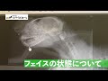 【あなたが力に…】フェイスの状態について…より詳しい検査を受けて＃２０２