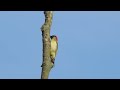 Green Woodpecker calling again / Groene Specht roept weer (Picus viridis)
