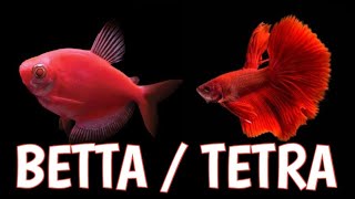 Can betta and glofish live together | Can I put a betta in with glofish | Glofish and bettas.