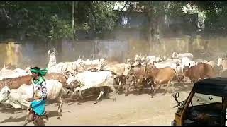 Tenkasi district sivagiri jallikattu