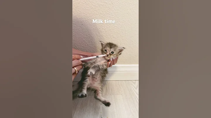 Video 3485321: mainecooncat mainecoons cat, catlover kitty mainecooncats pet, mainecooncats catlover kitty cute, milk cat cute