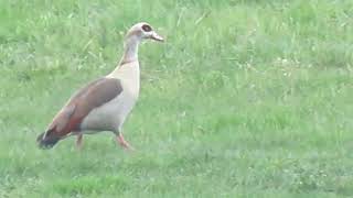 husice nilská, egyptian goose.