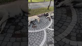 Pieski Małe Dwa..sjesta W Upalnym Dniu