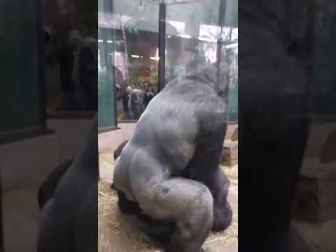 Gorillerin çiftleşme görüntüleri 😂