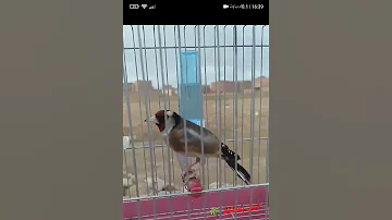بسكرة الجزائر طيور مقنين الحسون نبيل بسكرة 