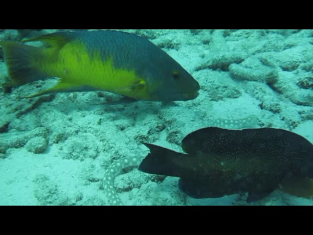 Scuba Diving in Bonaire with Eagle Rays, Sea Snakes and Turtles!