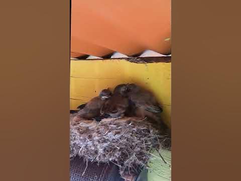 Say Phoebe babies: from hatchling to fledgling: part 12 Day 16: baby