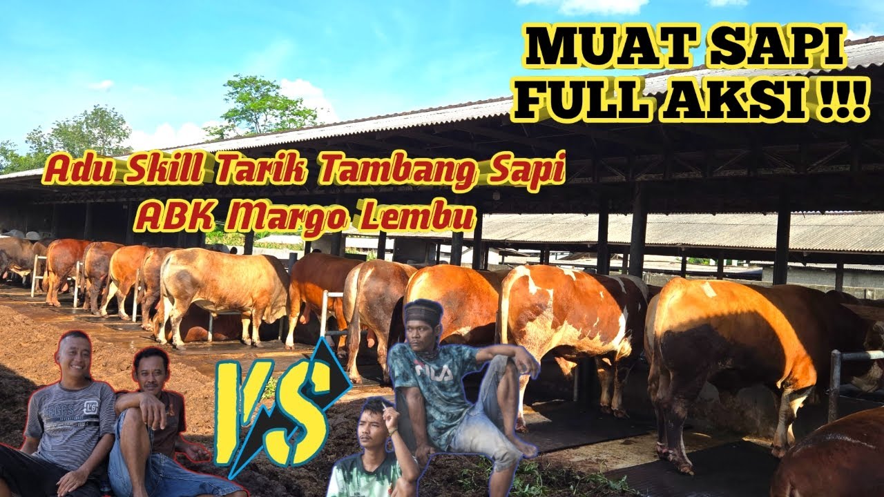 Sapi Alaska Ak Ruli Langsung Jatuh Hati ⁉️Masih Muda Borong Puluhan Sapi‼️Muat Sapi ...