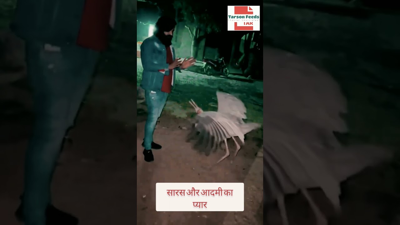 सारस और आदमी का प्यार | Saras News Today | Tarson Feeds