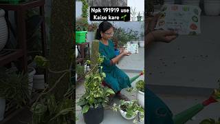 Npk 19:19:19 का इस्तेमाल कब और कैसे करें|| How To Use Npk