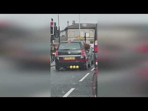 Bizarre video shows alpaca cruising around in car in Scots town