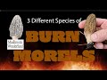 3 species of burn morels in mushroom wonderland