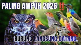 Suara Pikat Burung Kecil Paling Ampuh 2026 II Anti Zonk 100%.
