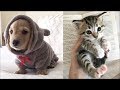 Funny Baby Animals Compilation - Cutest Animals Ever