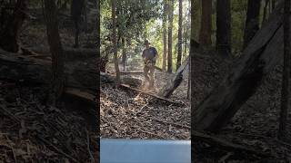 Small saw on big log..#forest #chainsaw #timber #nature #stihl #ms291 #woodsman