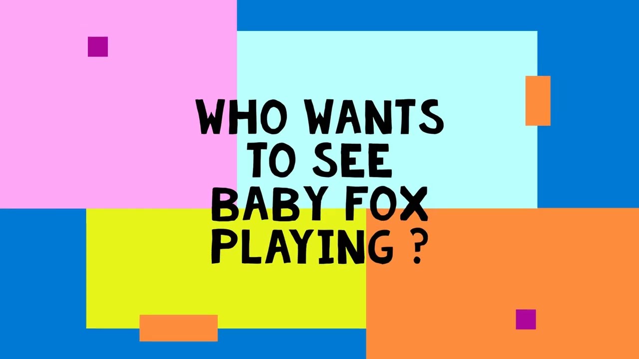 Surprise baby Foxes at Play !!