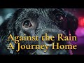 He Walked Home Through the Storm for One Reason | PetCine Original