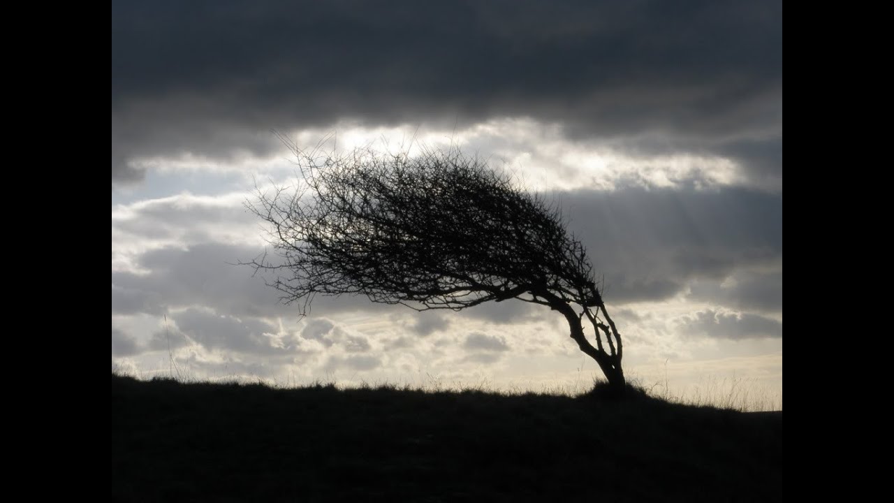 Ветер. Дерево согнулось. Howling Wind.