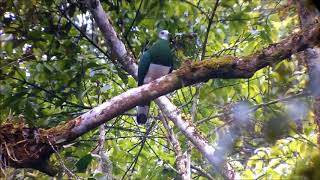 White-bellied Imperial Pigeon
