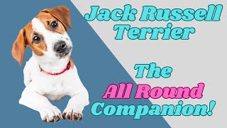 JACK RUSSELL...the AMAZING allrounder breed by PuppyNation 15,798 views 1 year ago 5 minutes, 36 seconds