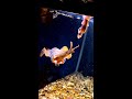 アオリイカにホタルイカをあげると…