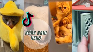 Kore Nani Neko TikTok cat video | Cat Video Compilation