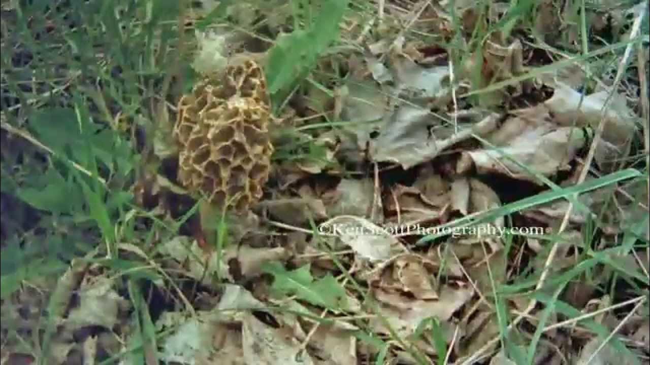 Morel Growth 26 days, timelapsed YouTube