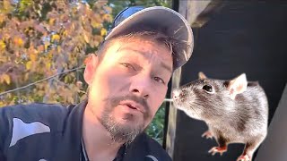 Roof Rats INVADING Your Attic?! See How They Get In (and How to Stop Them!) Sacramento Pest Control by Zepol Labs Pest Control 86 views 6 months ago 1 minute, 14 seconds