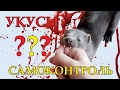 УКУСЫ: обучение норки самоконтролю. Часть 7