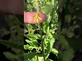 Zucchini Growing and Pollination Quiz