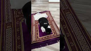 Life Is So Unpredictable revert mualaf muslimgirl muslimrevert muslim muslimcommunity
