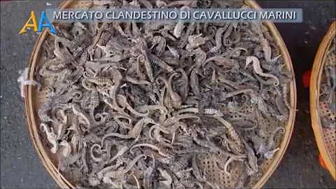 A cosa servono i cavallucci marini?