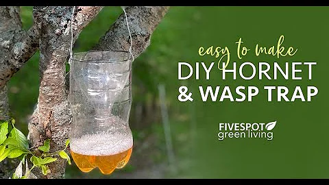 DIY Wasp Trap