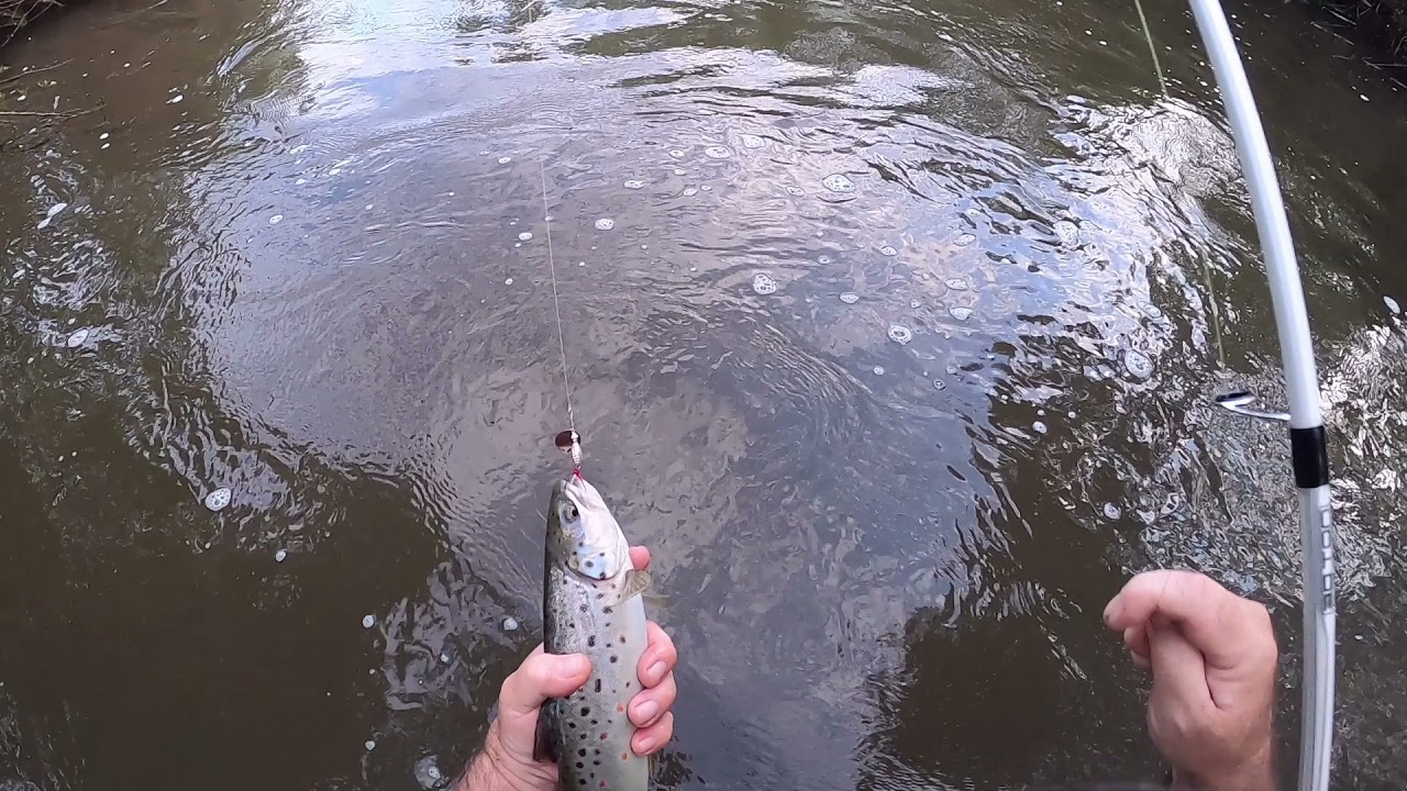Brown trout river fishing. YouTube