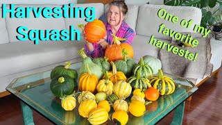 видео: Сбор тыквы. Безусловно, это один из моих любимых овощей! картинка: Сбор тыквы. Безусловно, это один из моих любимых овощей!